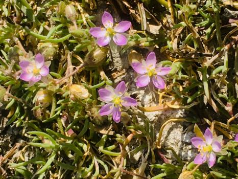 Spergularia media (L.) C.Presl ?<br/>Dobrogea de Sud, 22 Aug 2020 © Mihai Ionescu - all rights reserved